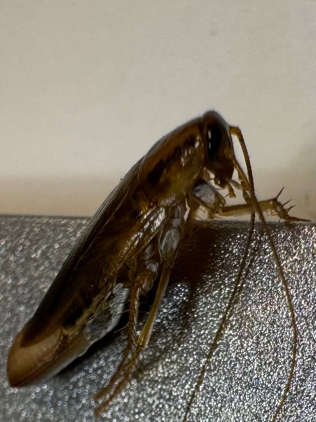 Zbliżenie na brązowego prusaka stojącego na szarej, teksturowanej powierzchni, z długimi czułkami i widocznymi odnóżami, na tle jasnej ściany.