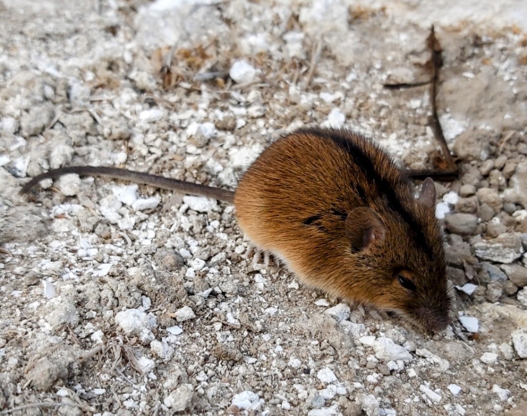 Brązowo-szara mysz polna z ciemnym paskiem na grzbiecie, stojąca na gruzowisku z kamieni i ziemi, oświetlona naturalnym światłem.