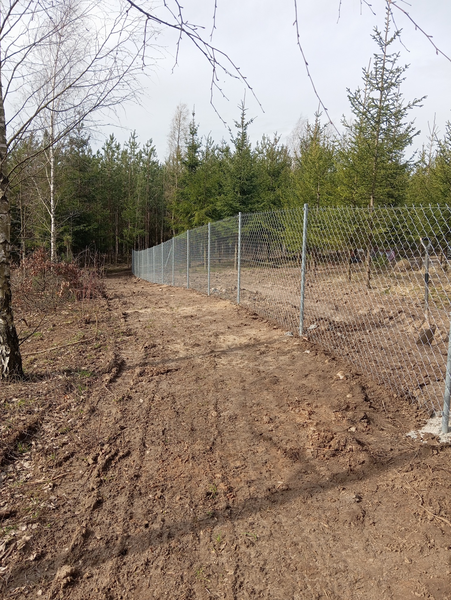 Długa linia siatki ogrodzeniowej z metalowymi słupkami, biegnąca wzdłuż leśnej działki z widoczną, wydeptaną ścieżką po instalacji, ziemia jest błotnista.