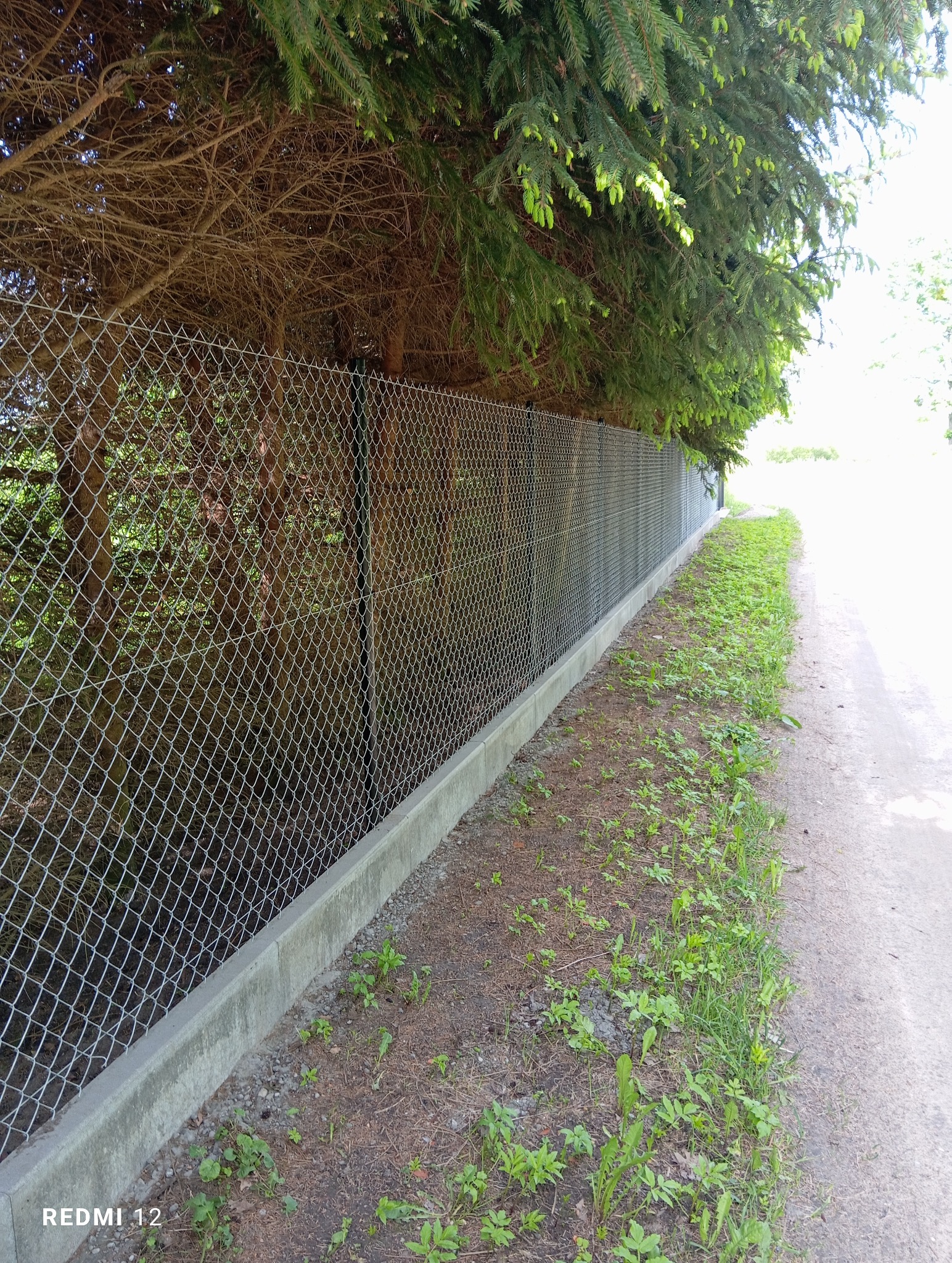 Długi, metalowy płot z siatki, osadzony na betonowej podmurówce, biegnie wzdłuż ścieżki. Nad płotem zwisają gałęzie drzew iglastych, tworząc naturalny baldachim.