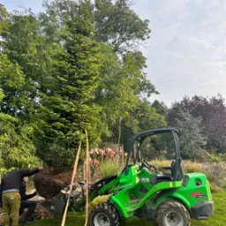 Przenoszenie dużego drzewa iglastego za pomocą zielonej miniładowarki Avant 635 na trawniku, w tle widoczne drzewa i krzewy.