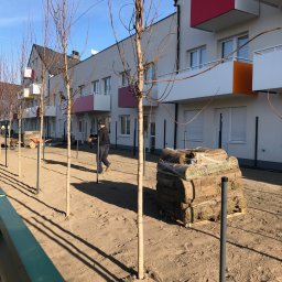 ECOOGRÓD TOMASZ DAROCH - Układanie trawy z rolki na terenie osiedla; widoczne bele trawy, pracownik w oddali, rząd młodych drzew i budynki z kolorowymi balkonami.