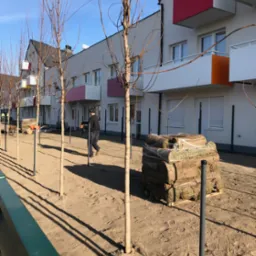 Układanie trawy z rolki na terenie osiedla; widoczne bele trawy, pracownik w oddali, rząd młodych drzew i budynki z kolorowymi balkonami.