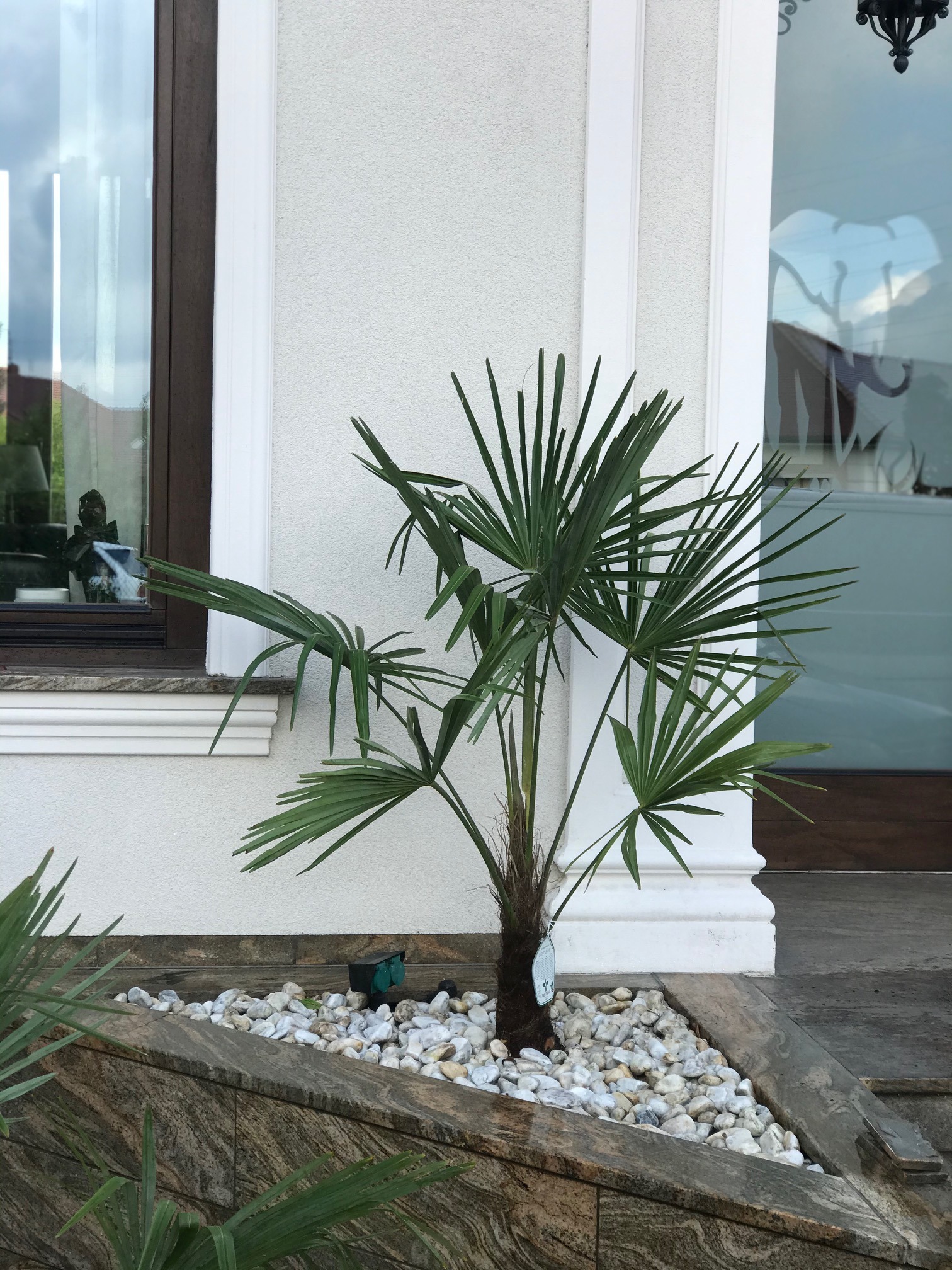 Mała palma w kamiennym klombie z białymi kamykami, element dekoracyjny ogrodu we Wrocławiu, na tle białej ściany budynku z oknem.
