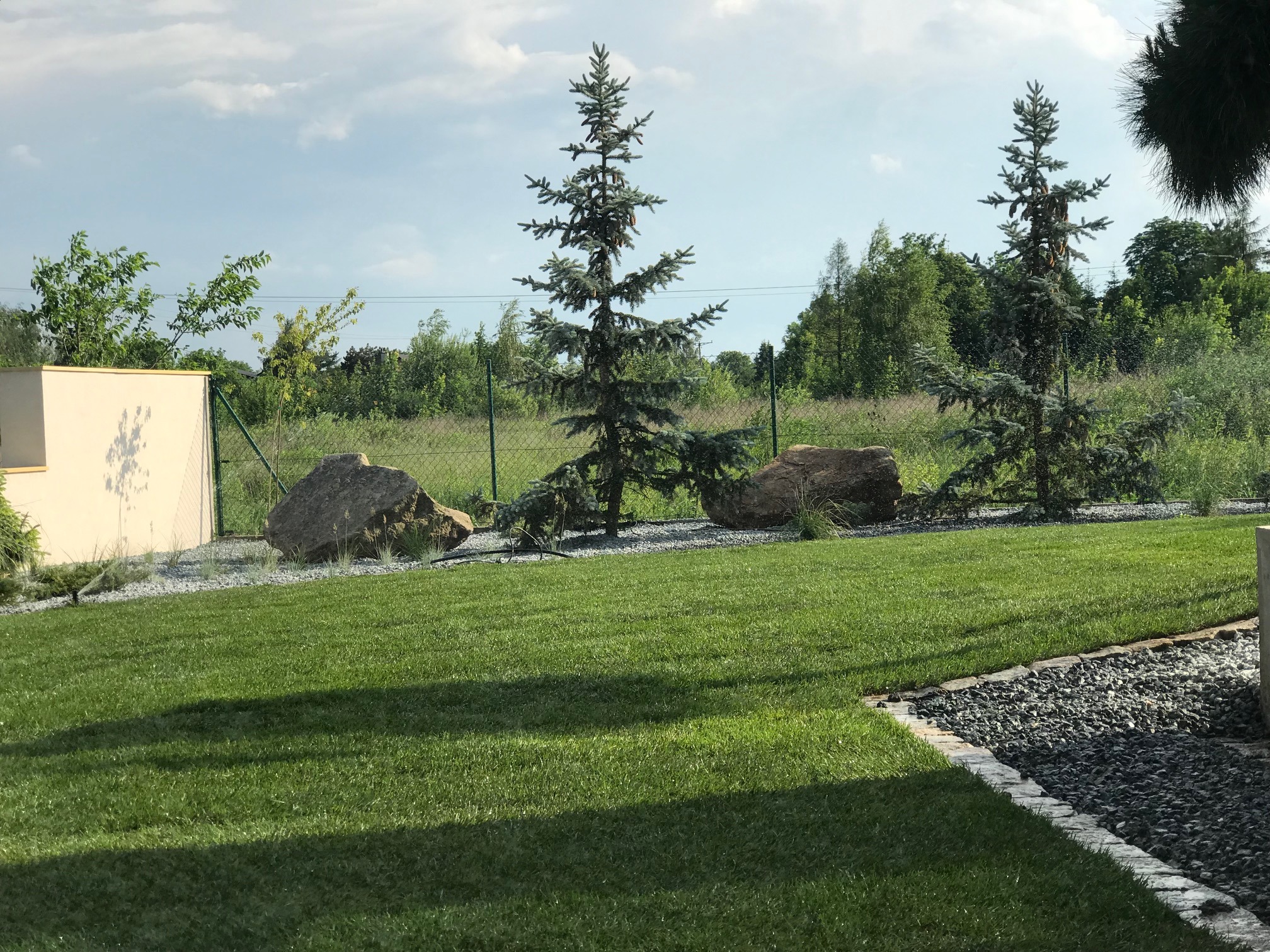 Zadbany trawnik z nasadzeniami: świerki kłujące 'Glauca', kamienie ozdobne i obrzeża z grysu. W tle ogrodzenie i zieleń. Słoneczny dzień.