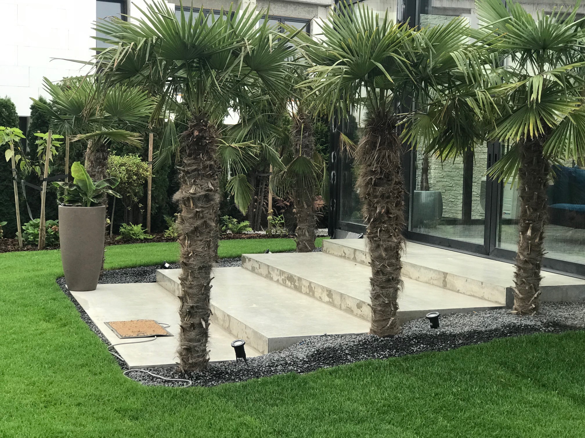 Egzotyczny ogród z palmami, betonowymi schodami i czarnym żwirem. Soczysta trawa i nowoczesna architektura w tle tworzą unikalny klimat.