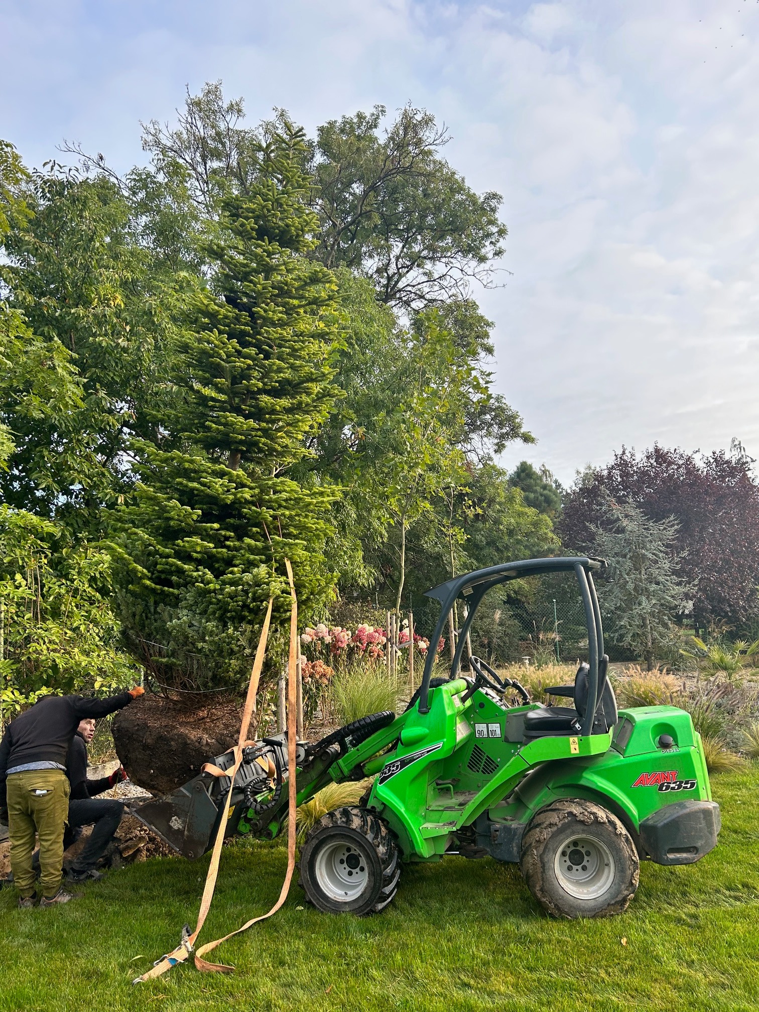 Przenoszenie dużego drzewa iglastego za pomocą zielonej miniładowarki Avant 635 na trawniku, w tle widoczne drzewa i krzewy.