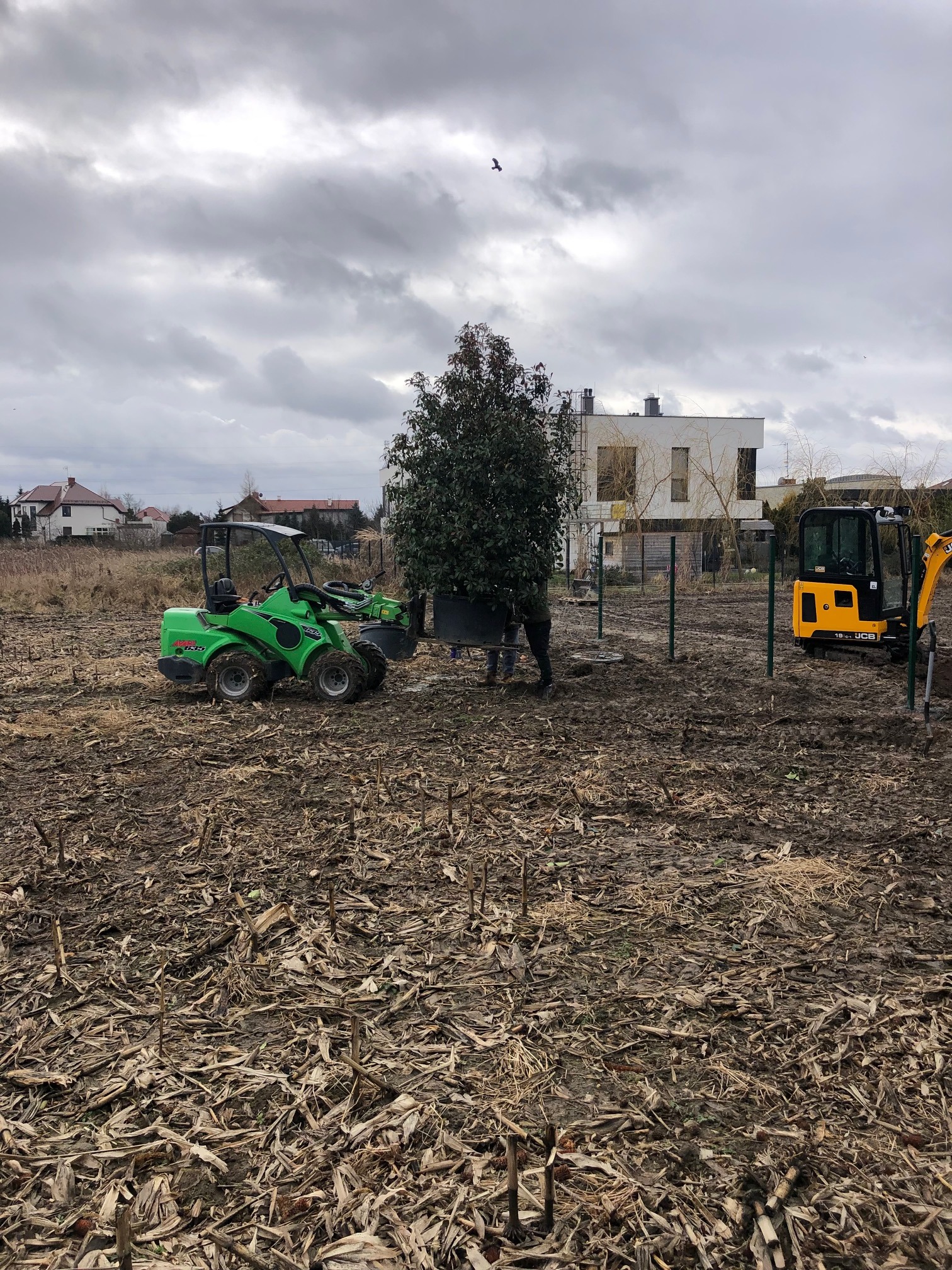 Sadzenie dużego drzewa koparkami na polu z resztkami roślinnymi. Zielona i żółta koparka, pochmurne niebo.