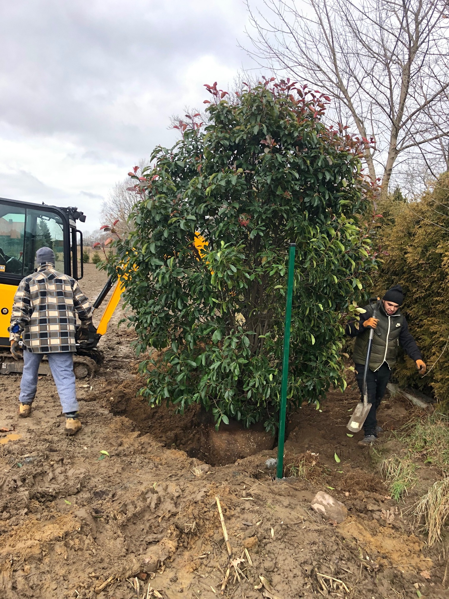 Sadzenie dużego drzewa z czerwonymi pędami przy użyciu mini koparki i szpadla. Widoczny zielony słupek stabilizujący. Grząskie błoto.