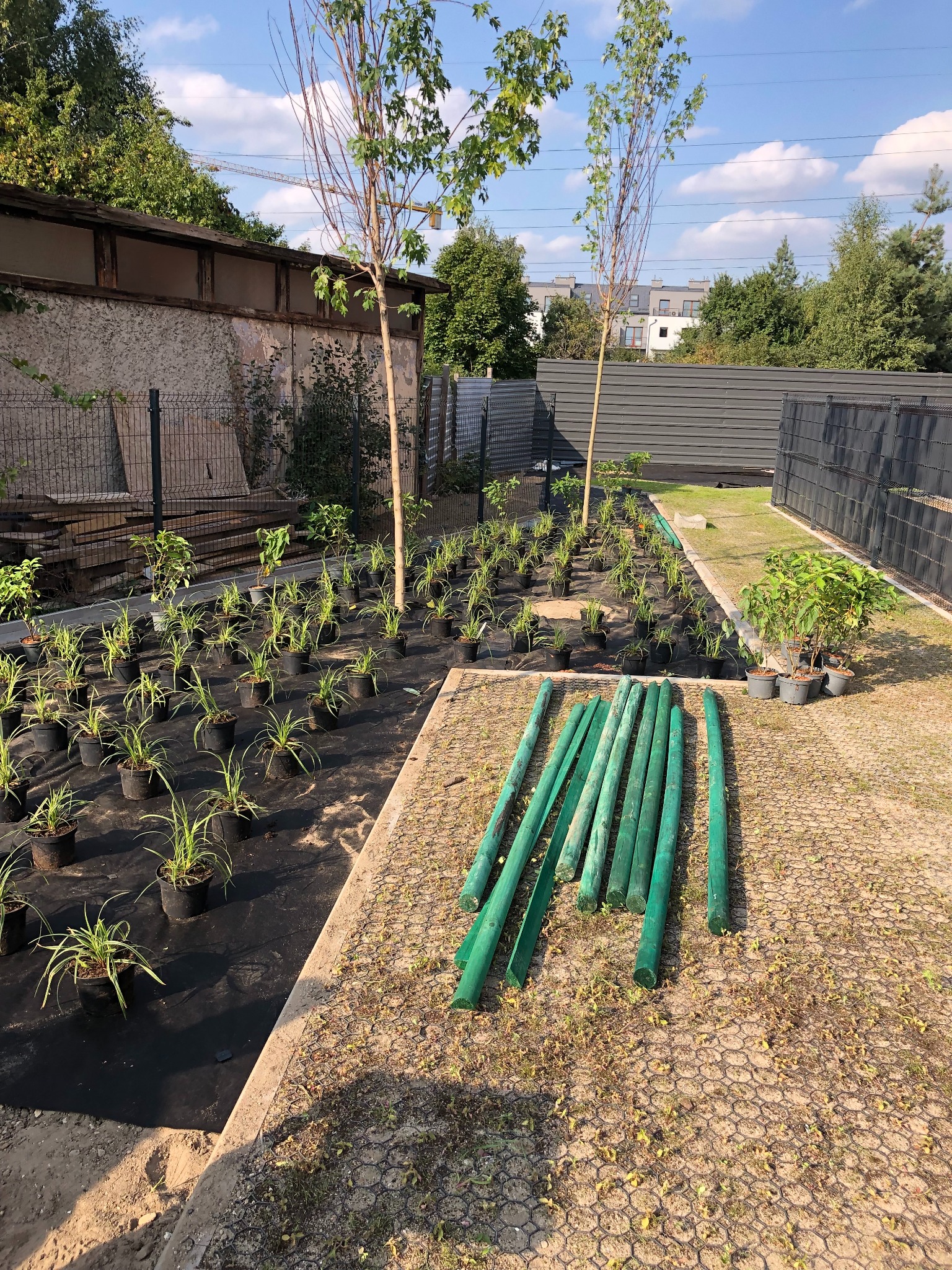 Przygotowany teren pod nasadzenia: sadzonki w doniczkach na czarnej macie, młode drzewka, zielone paliki i ażurowa nawierzchnia w ogrodzie.
