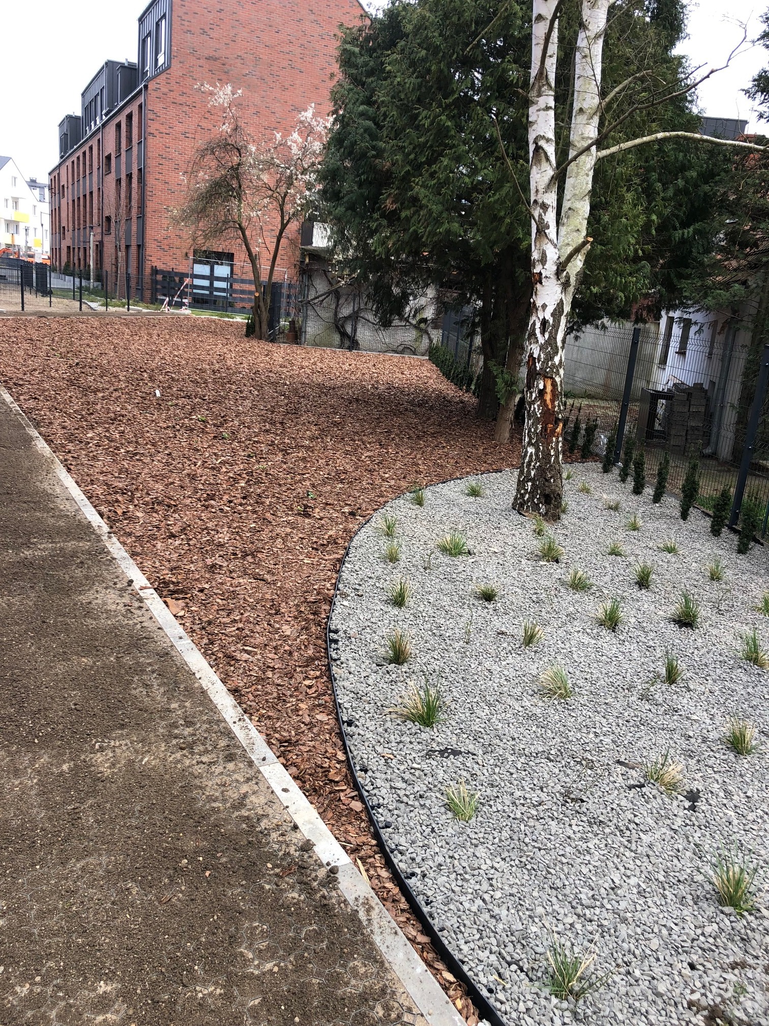 Nowoczesny ogród z korą i kamieniami ozdobnymi wokół brzozy, z młodymi tujami w tle. Krawężnik oddziela rabaty od trawnika. Budynek mieszkalny w tle.