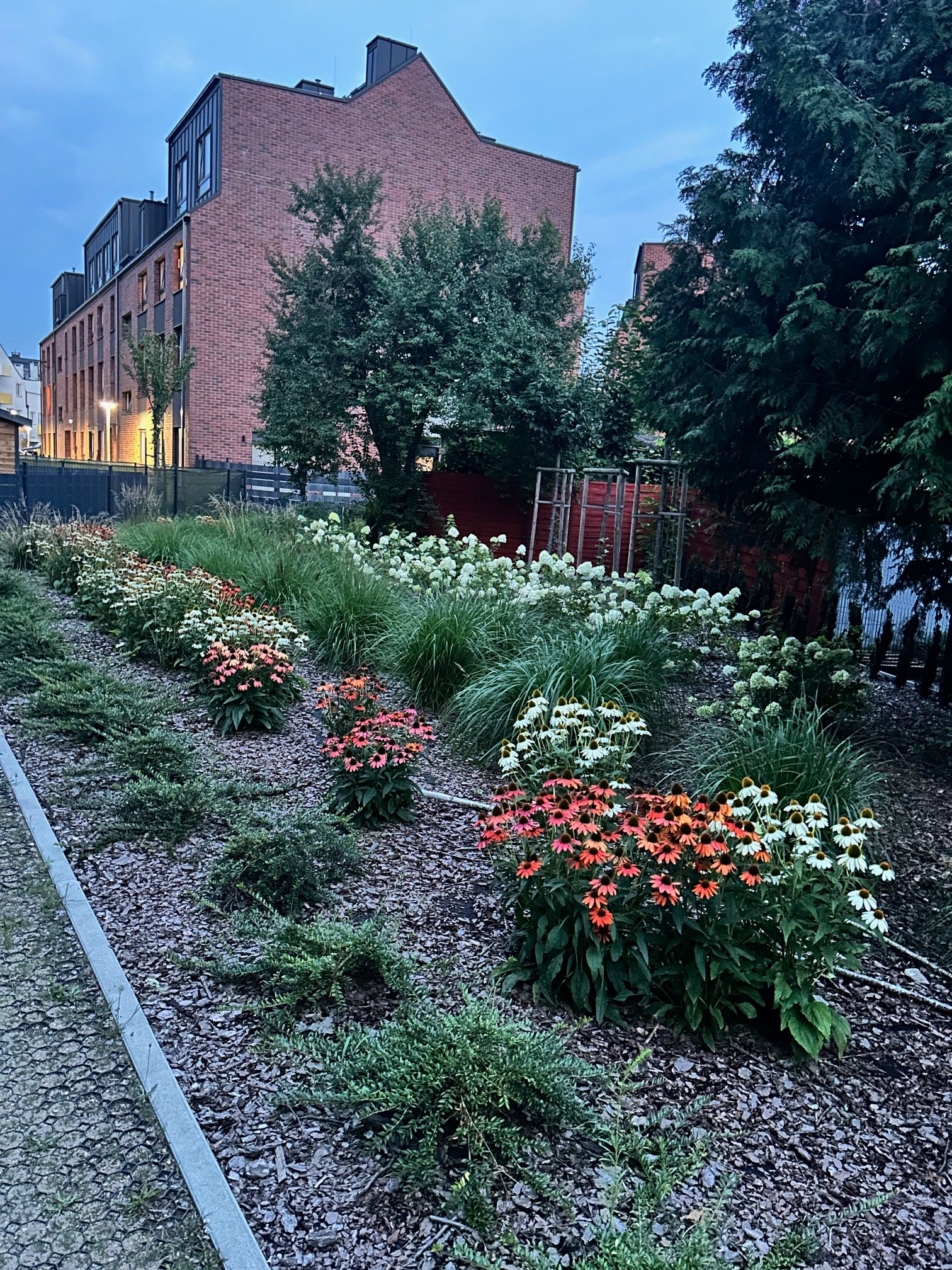 Rabata z kolorowymi jeżówkami, ozdobnymi trawami i krzewami na korze, na tle budynku z czerwonej cegły. Układ roślin wzdłuż ścieżki, wieczorne oświetlenie.