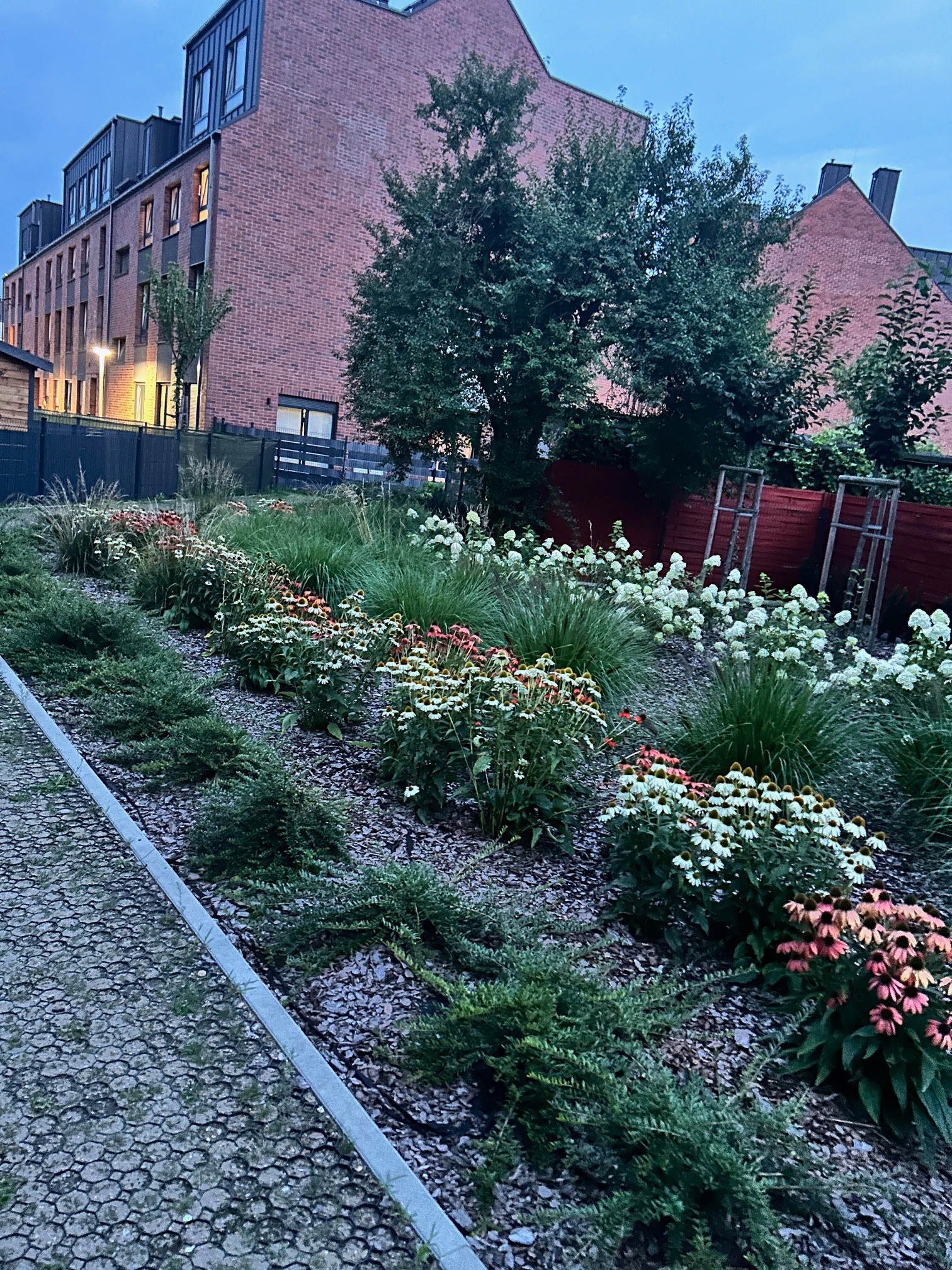 Kaskadowy ogród z kwitnącymi jeżówkami i ozdobnymi trawami na tle nowoczesnego budynku z cegły, widoczny z perspektywy chodnika.