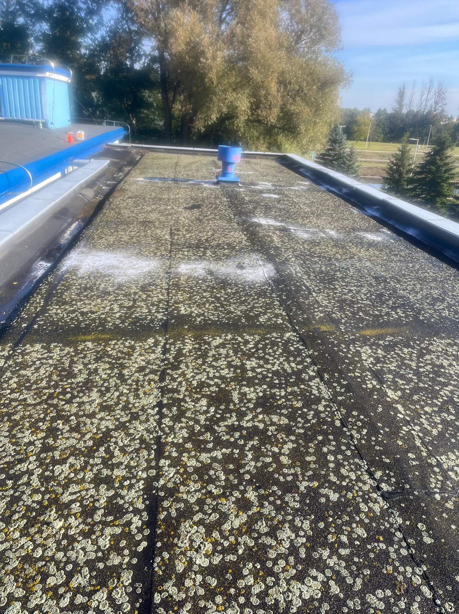 Płaski dach pokryty mchem i porostami, częściowo oczyszczony. Widoczne ślady po czyszczeniu i niebieski komin wentylacyjny. W tle drzewa i budynek.