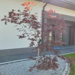 Młody klon palmowy o purpurowych liściach, podparty palikami, posadzony na rabacie wysypanej białym grysem obok nowoczesnego domu z szarą elewacją i kostką brukową.