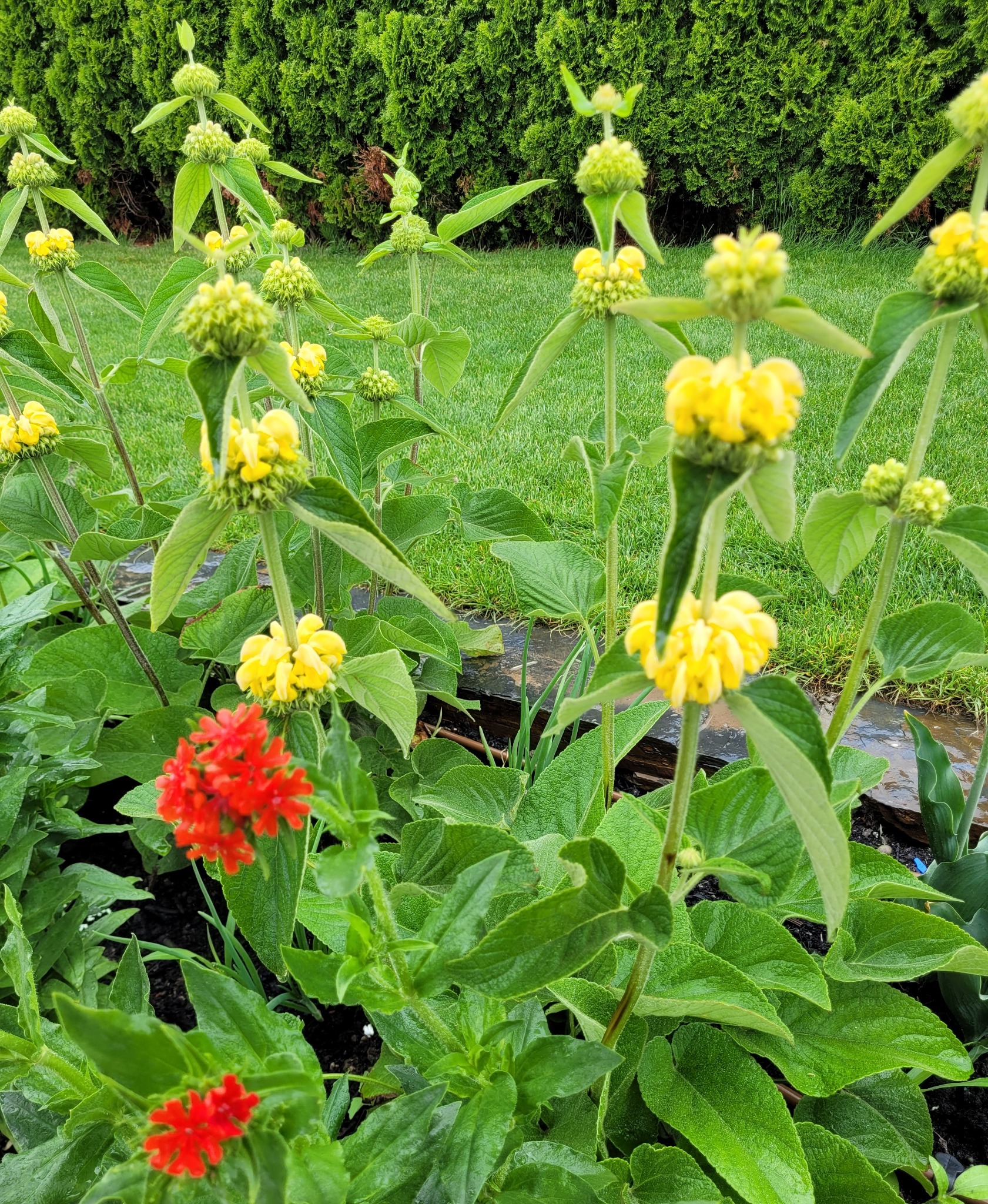 Kępa kwitnącego lwiego ogona z żółtymi kwiatami i pojedynczymi czerwonymi kwiatami na pierwszym planie, z zielonym trawnikiem i żywopłotem w tle.