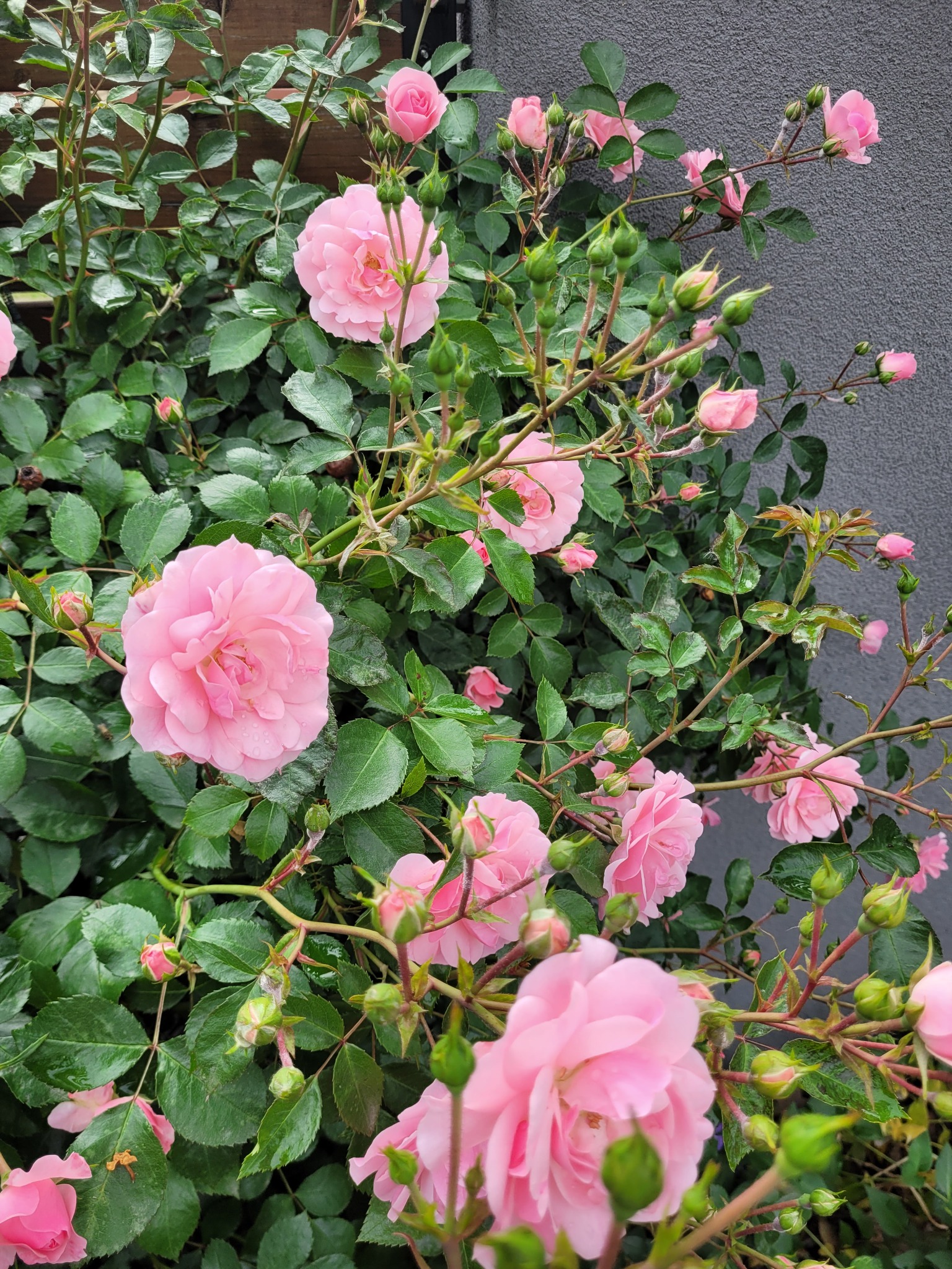 Krzew obsypany delikatnymi, różowymi różami w pełnym rozkwicie, z kroplami wody na płatkach, na tle szarej ściany w Niepołomicach.