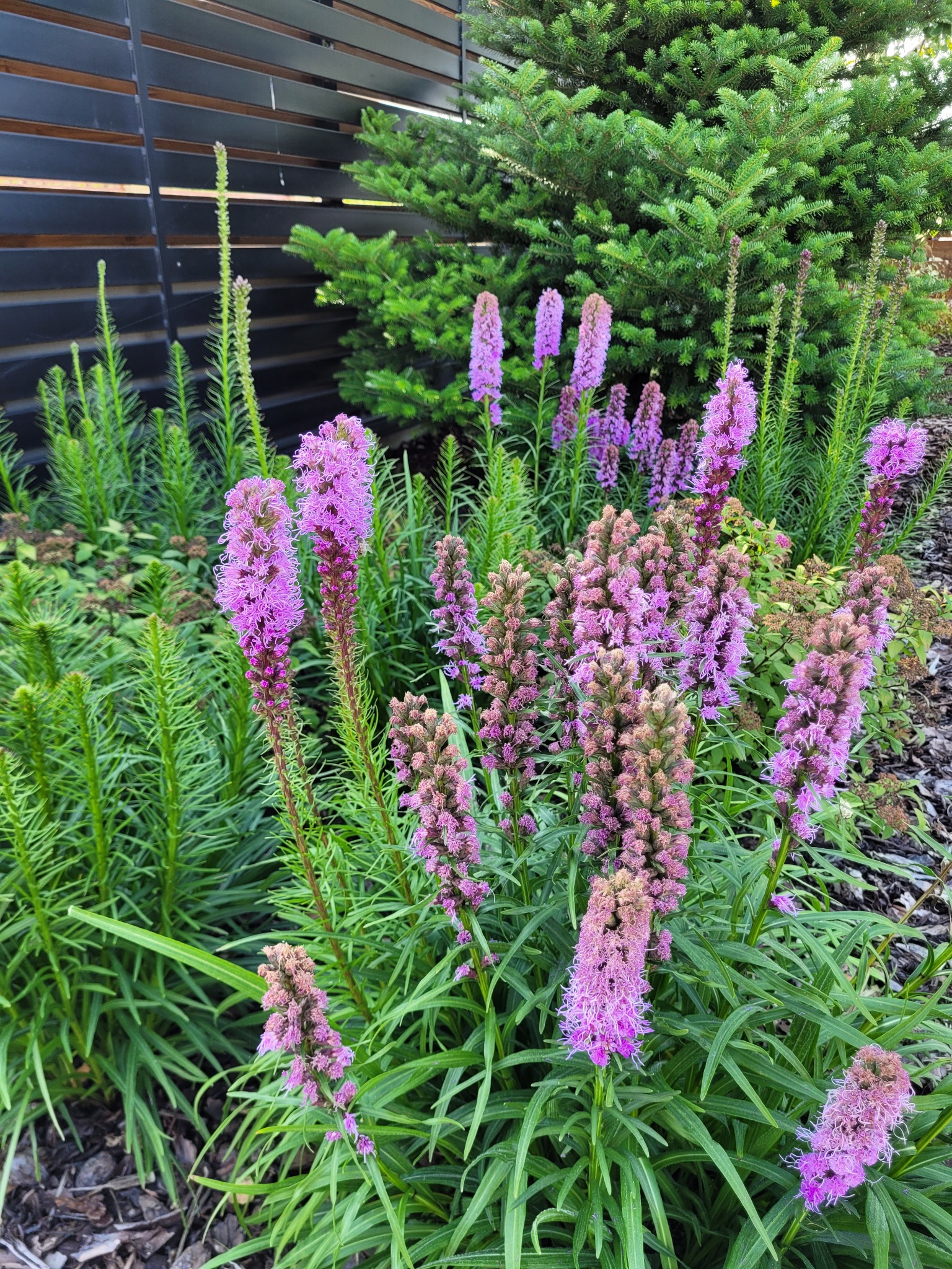 Kępa kwitnących na fioletowo kłosowców w ogrodzie, na tle ciemnego, drewnianego płotu i iglaka.