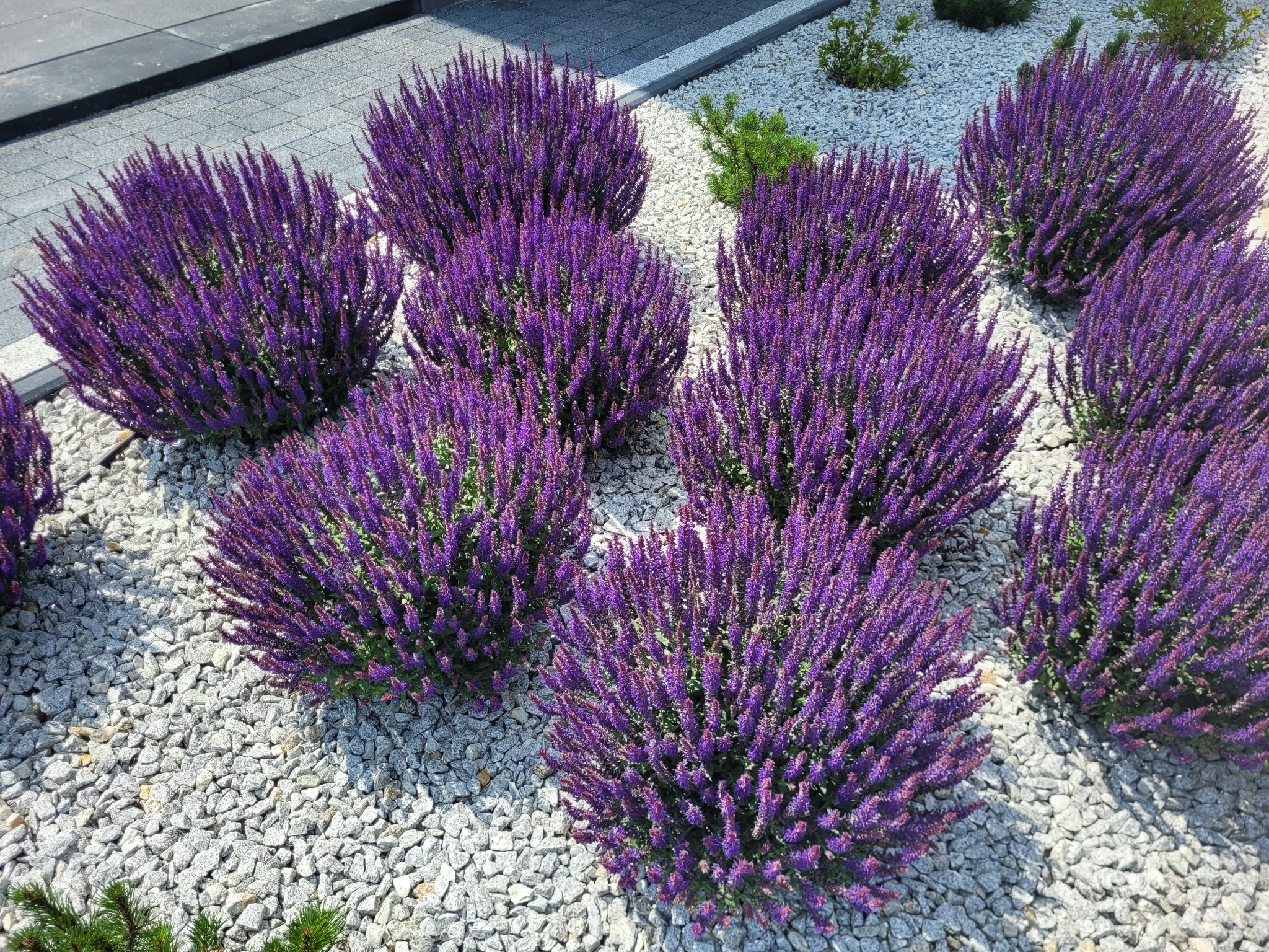 Kępy kwitnącej szałwii omszonej w odcieniach fioletu, otoczone jasnoszarym żwirem w ogrodzie.