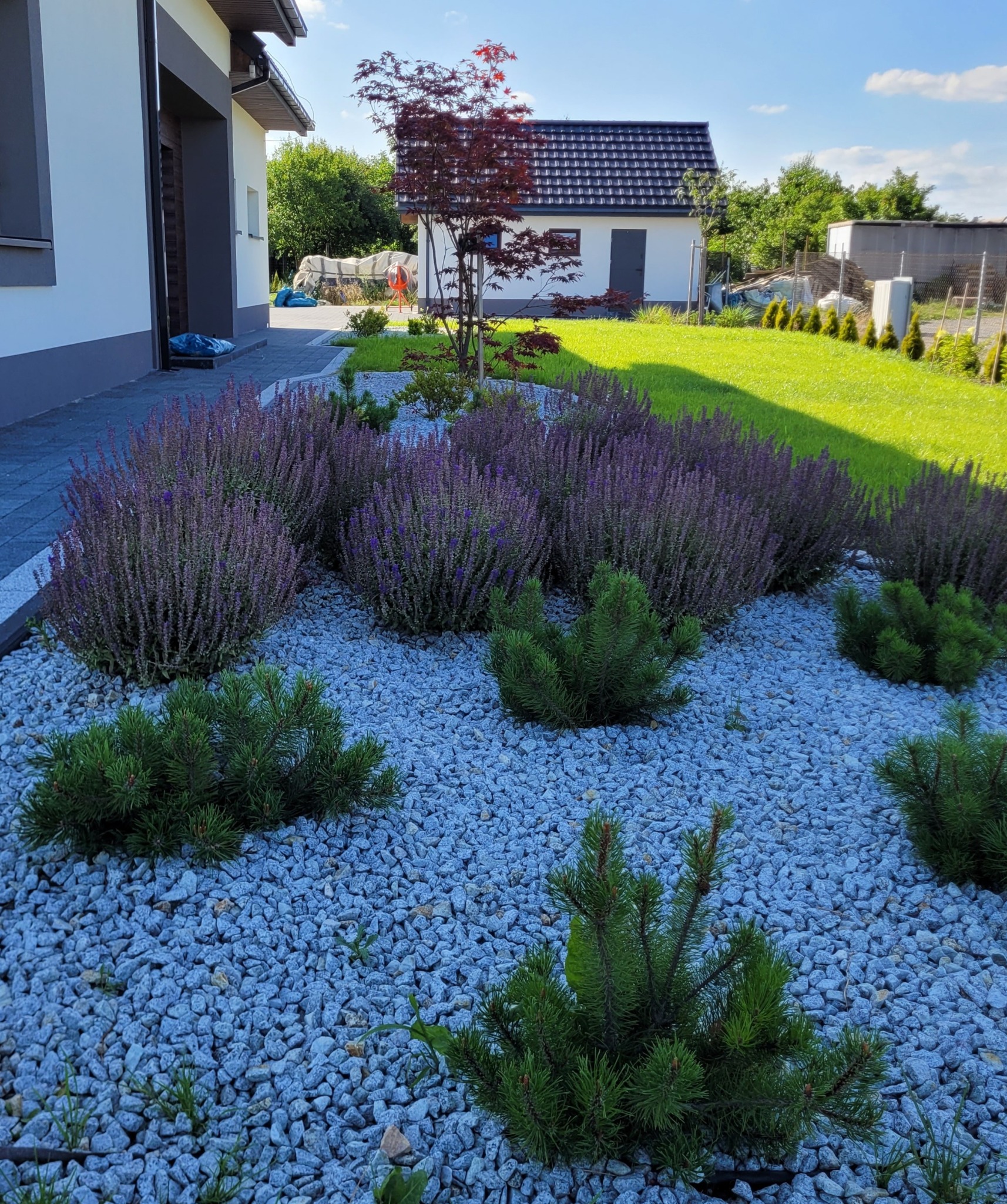 Ogród z nasadzeniami: fioletowe kwiaty, małe iglaki i jasnoszary żwir, w tle trawnik, budynek gospodarczy i klon palmowy.