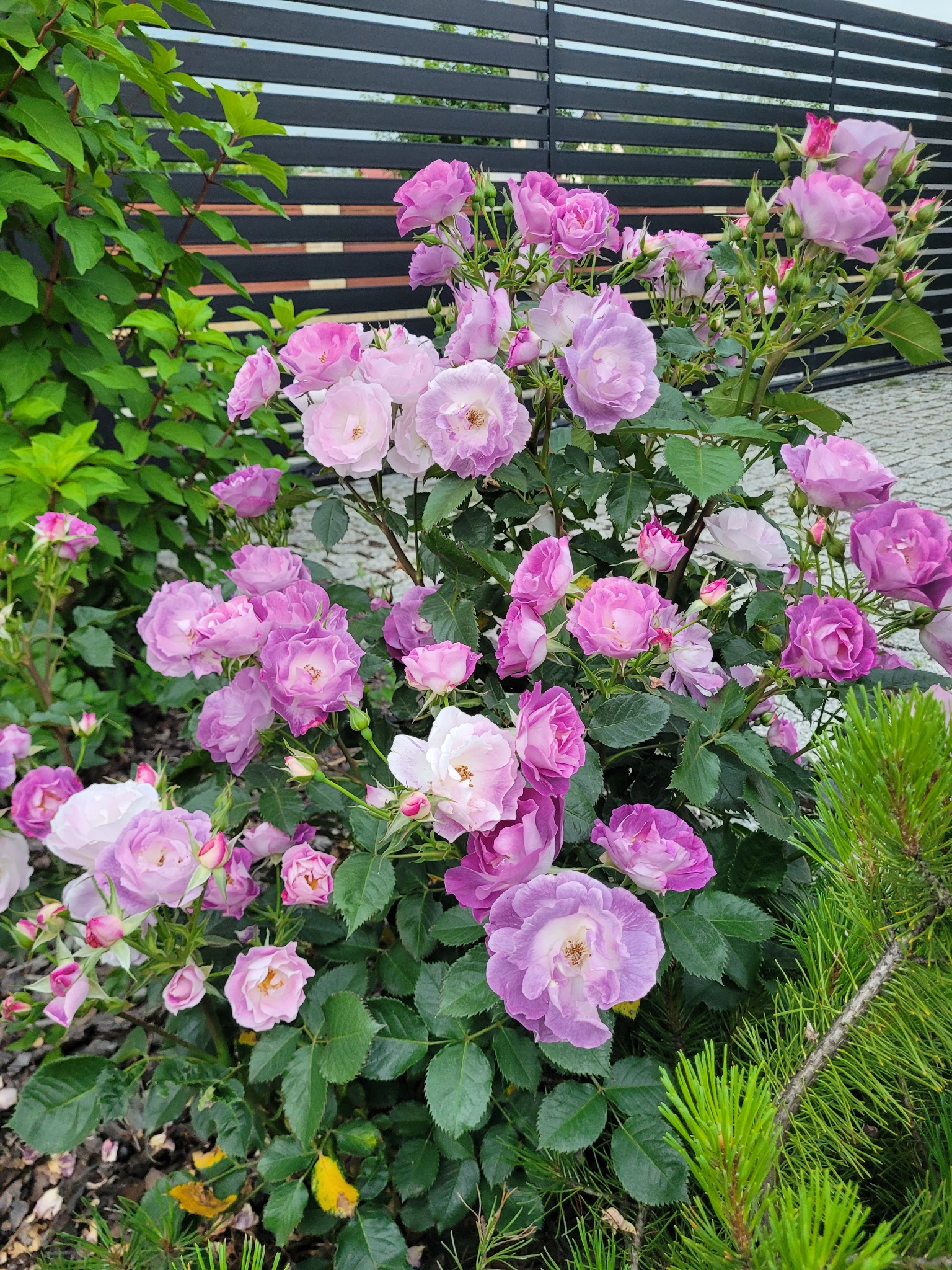 Krzew kwitnących róż w odcieniach fioletu i bieli, z widocznym fragmentem czarnego, poziomego ogrodzenia w tle i iglakami po prawej stronie.