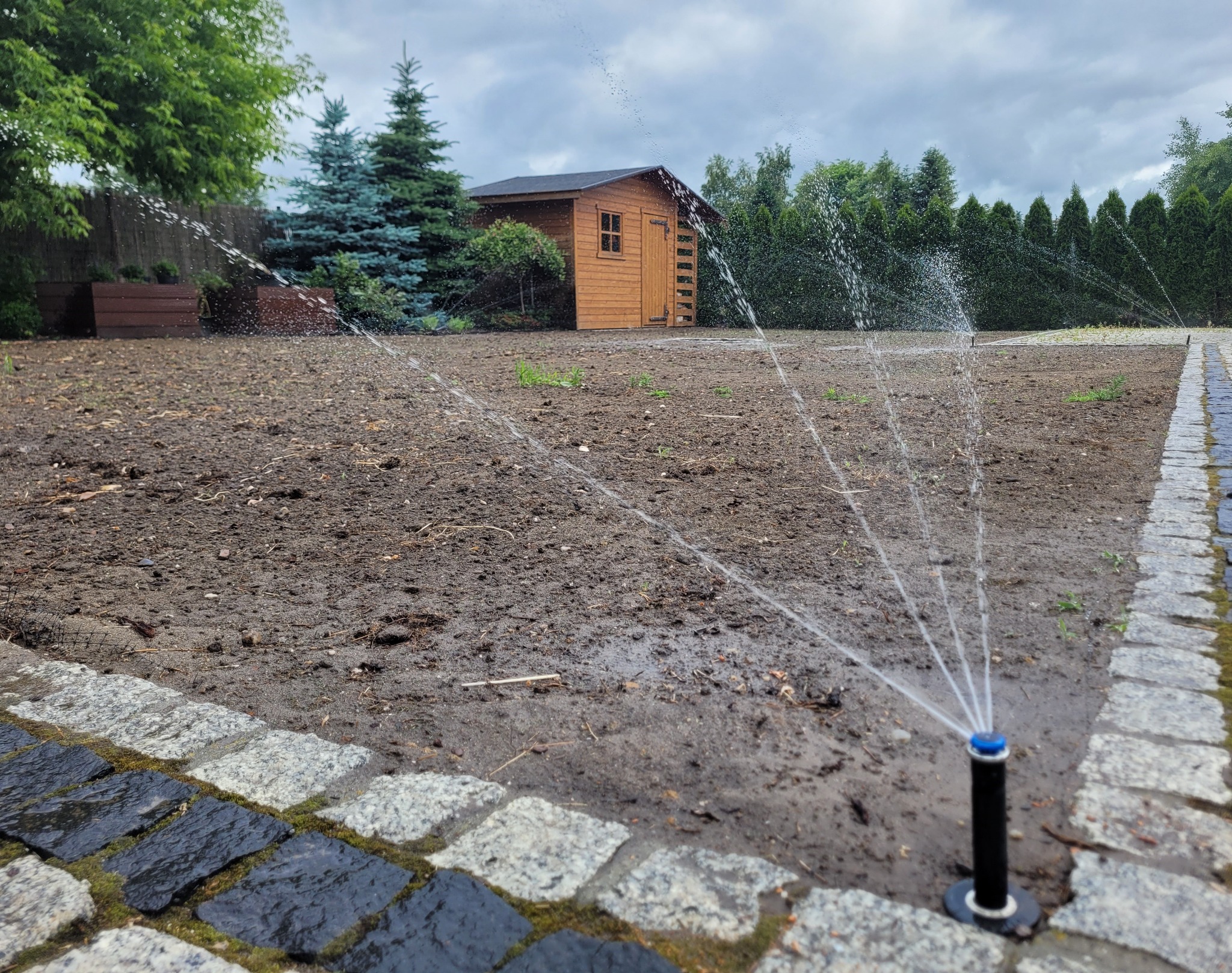 Automatyczne nawadnianie trawnika w trakcie działania, widoczne zraszacze w ziemi, w tle drewniana altana i iglaki.