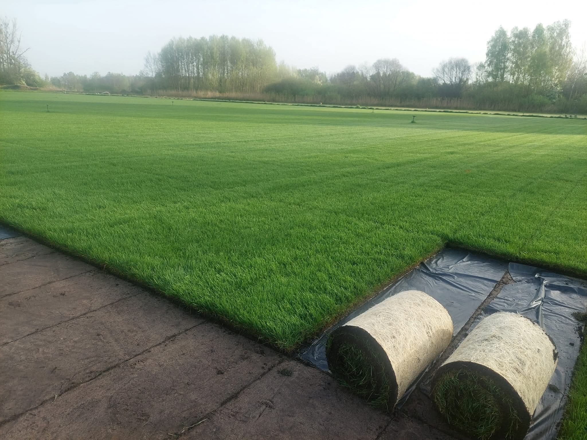 Rozwinięty trawnik z rolki i dwie rolki trawy na czarnej folii, gotowe do ułożenia. Trawa soczysta, zielona, w tle drzewa i mgła.