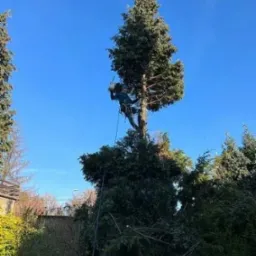 Pracownik w uprzęży z piłą łańcuchową przycina wysokie drzewo iglaste na tle błękitnego nieba, w tle widoczne zabudowania.