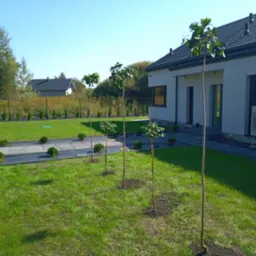 Widok na świeżo założony trawnik z młodymi drzewkami ozdobnymi w rzędzie, z domem w tle i elementami małej architektury ogrodowej.
