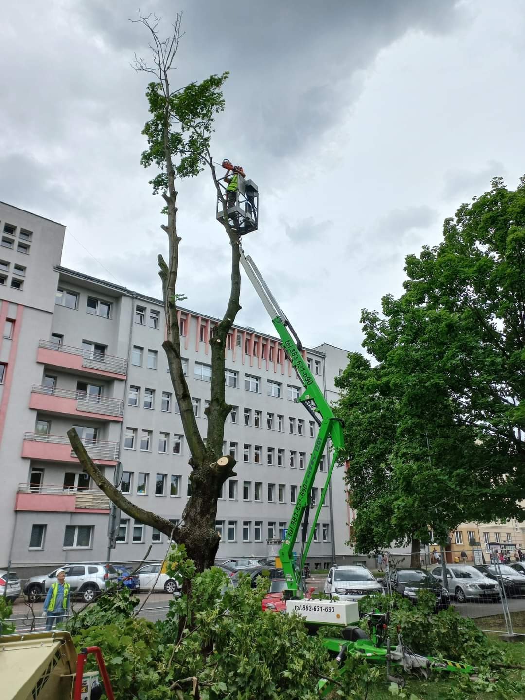 Pracownik w podnośniku koszowym przycina wysokie drzewo w mieście, widoczne ścięte gałęzie u podstawy pnia, w tle budynek mieszkalny i zaparkowane samochody.