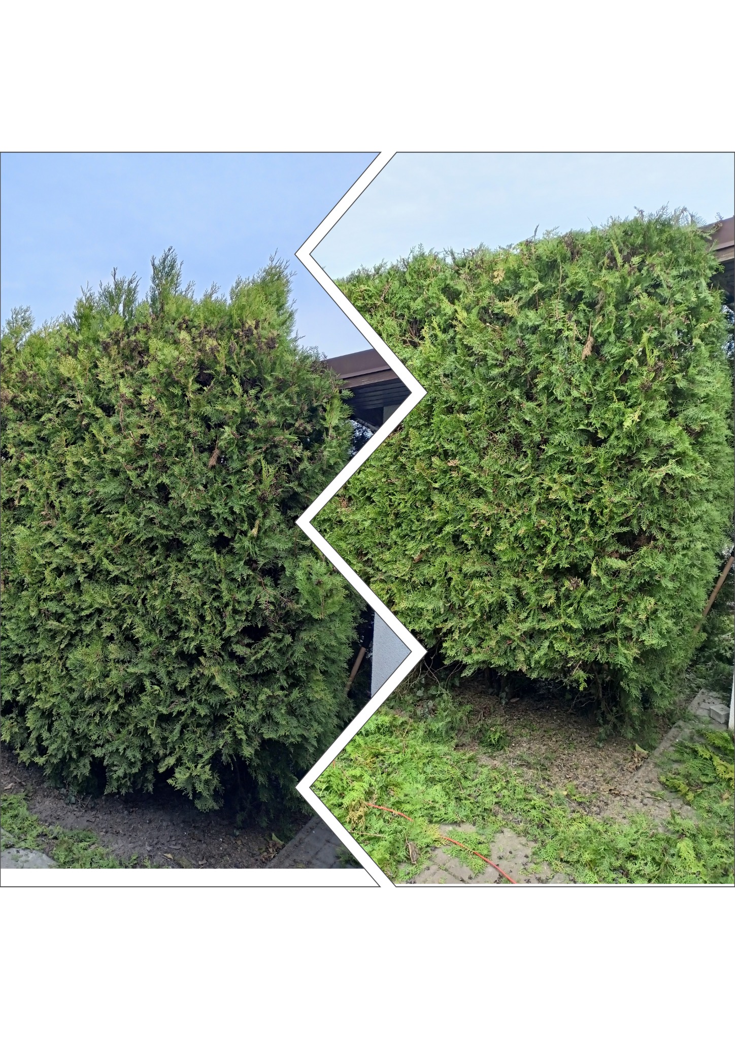 Kadr zestawiający krzew przed i po formowaniu, widoczne ścięte gałęzie na ziemi.