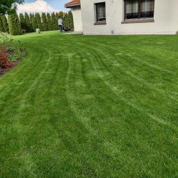 Wycinka drzew Wrocław 3