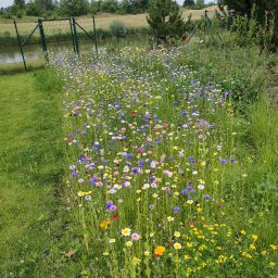 Wycinka drzew Wrocław 4