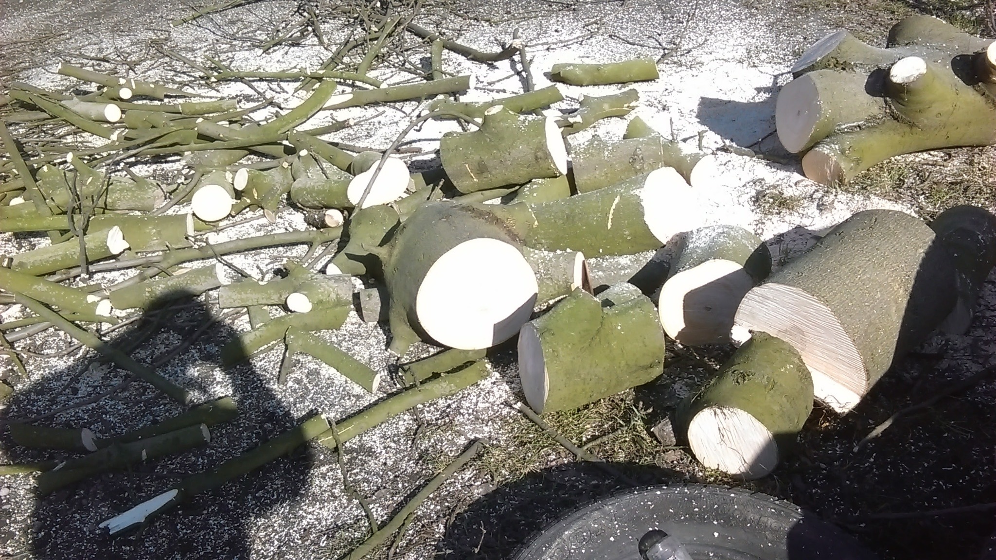 Świeżo pocięte gałęzie i pnie drzewa na ziemi, pokryte drobnymi wiórami po cięciu, widoczny cień osoby.