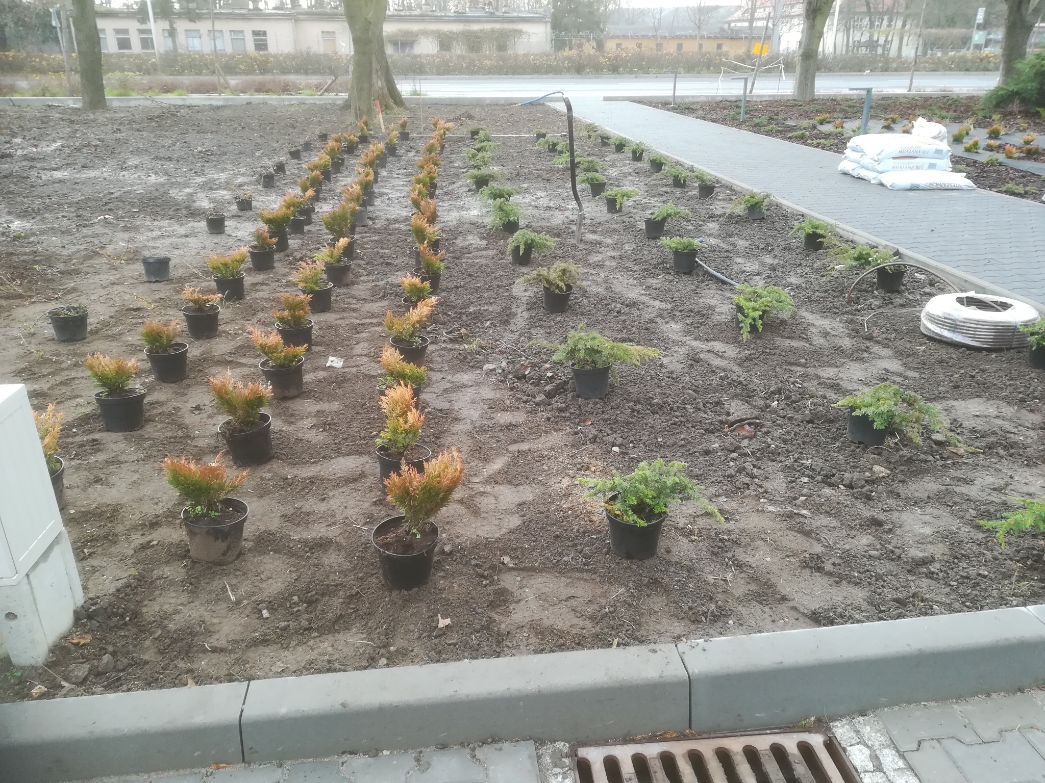 Przygotowanie do nasadzeń: rzędy tujek w doniczkach na grządkach, obok chodnika i worków z ziemią, widoczny system nawadniania.