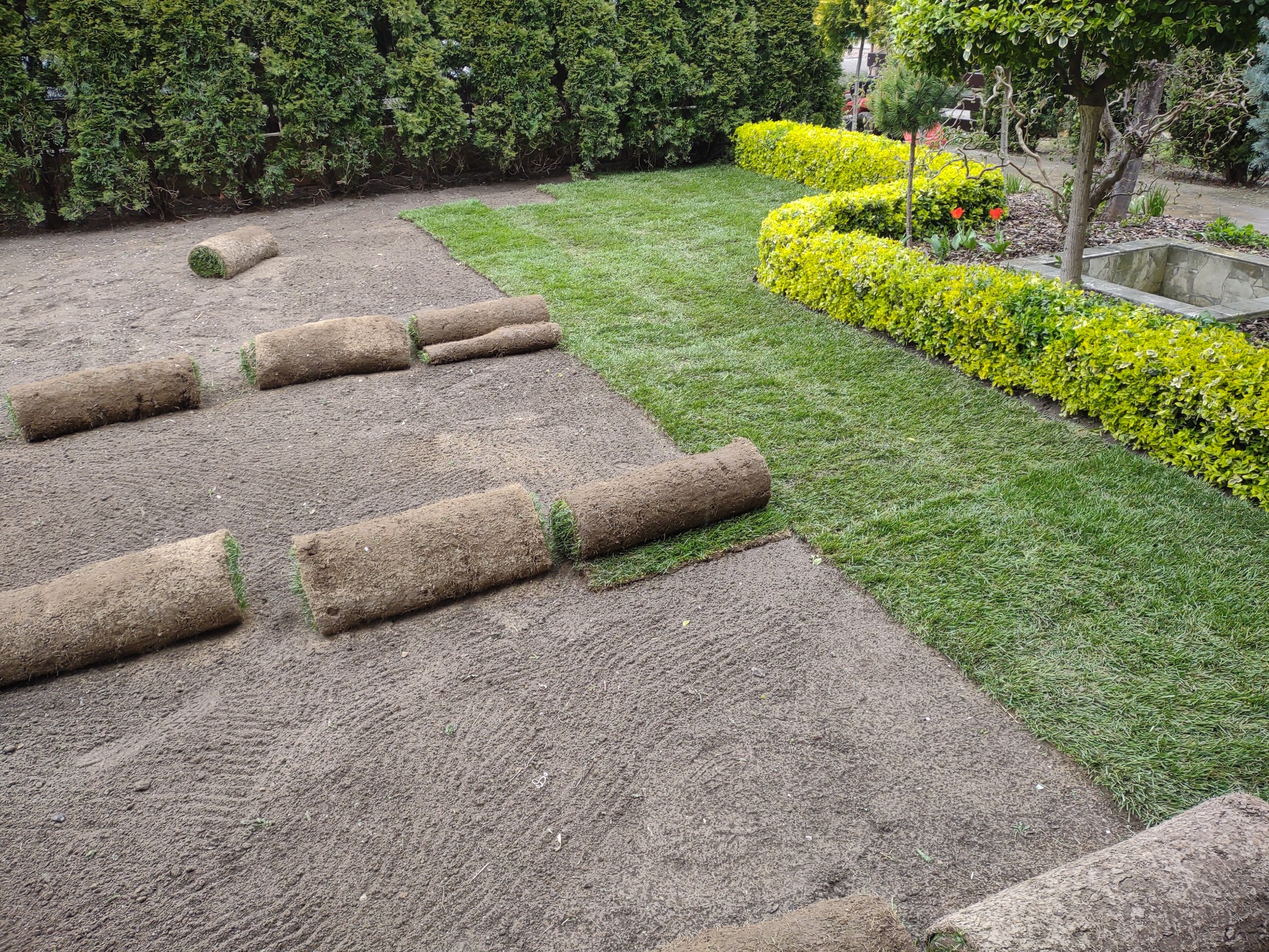 Rozwinięta i nierozwinięta trawa w rolkach na przygotowanym podłożu, widoczne krzewy i drzewa w tle.