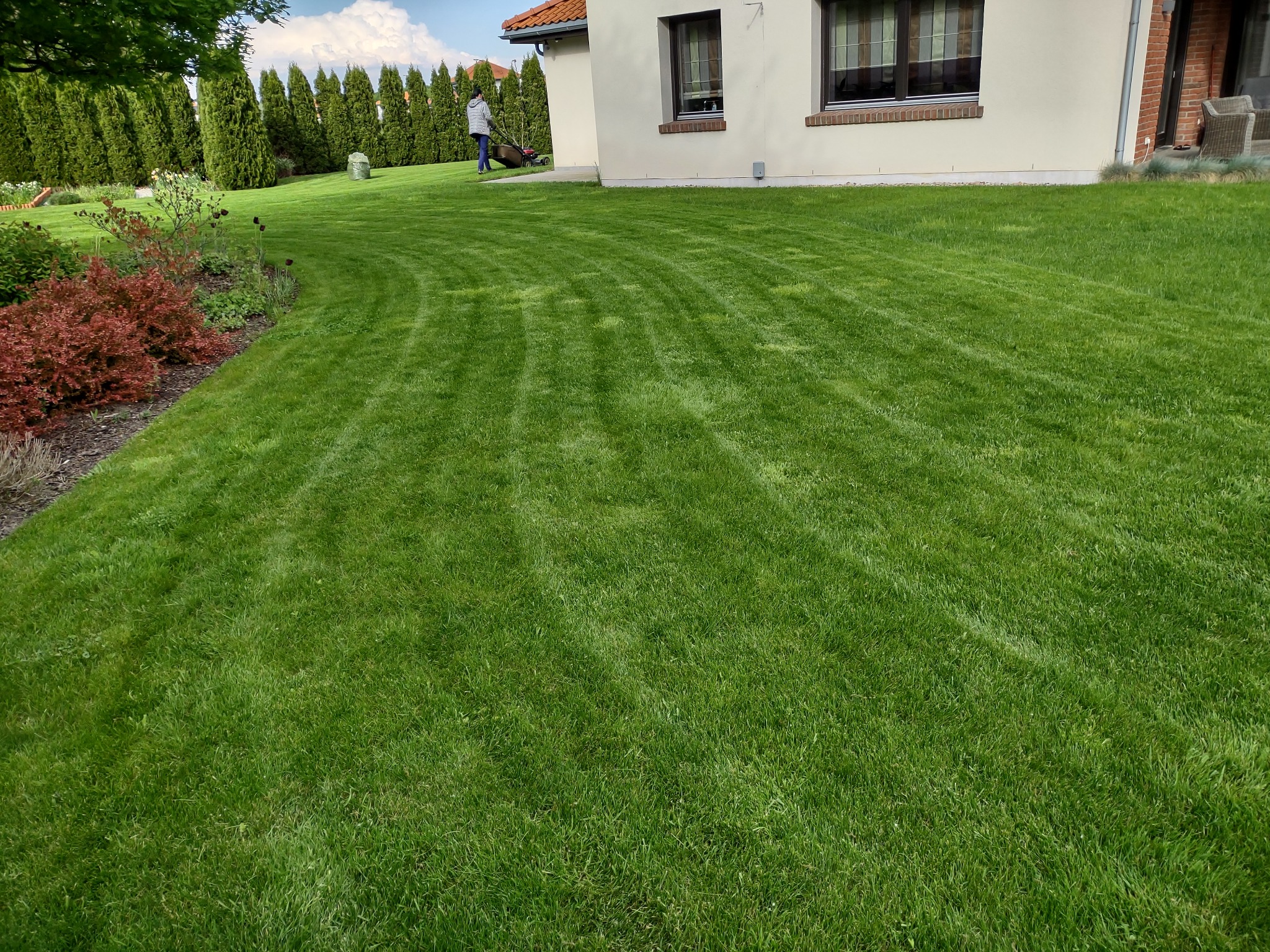 Starannie przystrzyżony trawnik z wyraźnymi pasami po koszeniu, przylegający do jasnego domu z ciemnymi oknami, w tle rząd wysokich, zielonych tuj.