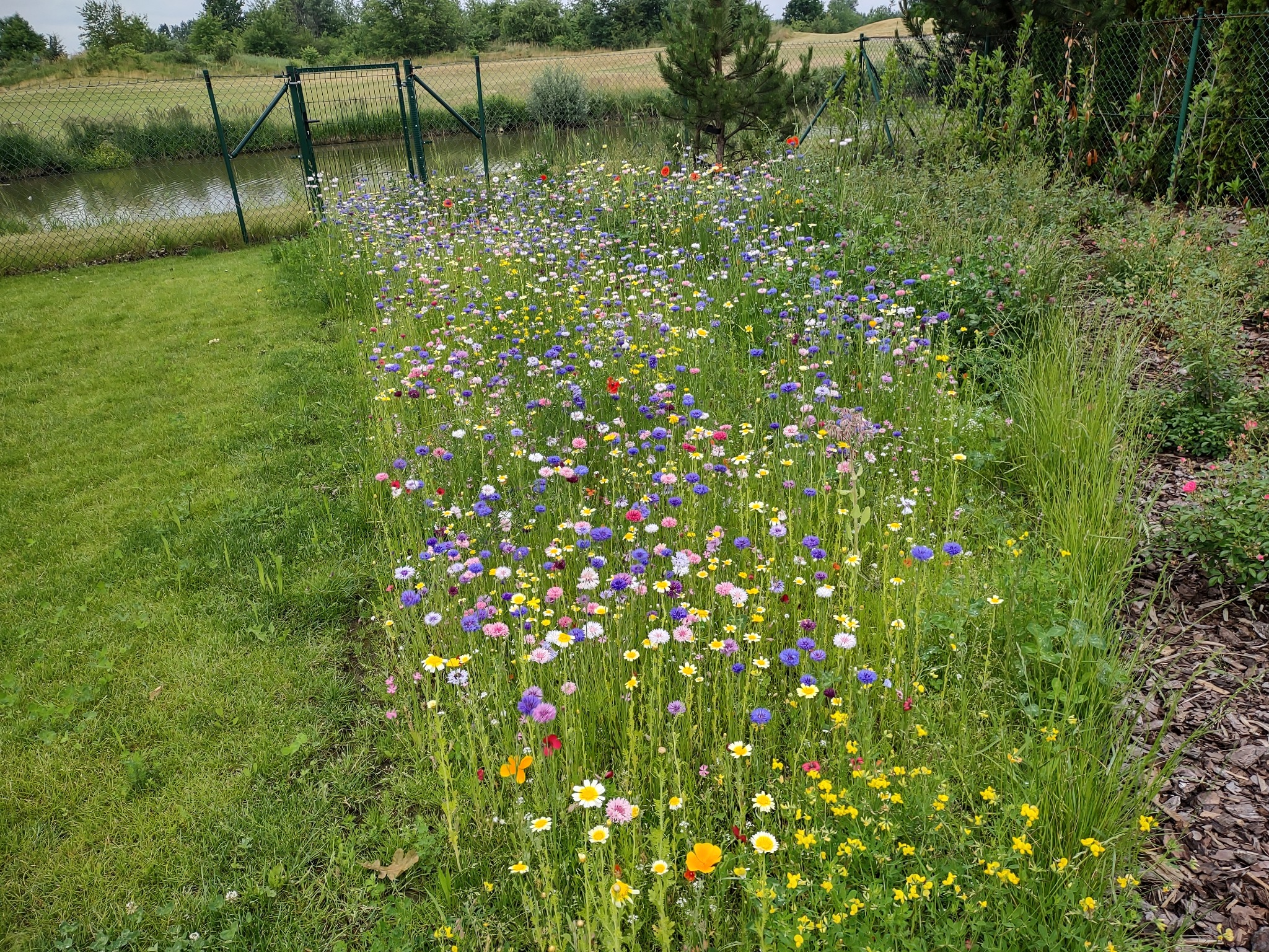 Kolorowa łąka kwietna z różnorodnymi kwiatami polnymi, widoczna z poziomu trawnika, ogrodzona siatką z widokiem na staw i drzewa w tle.