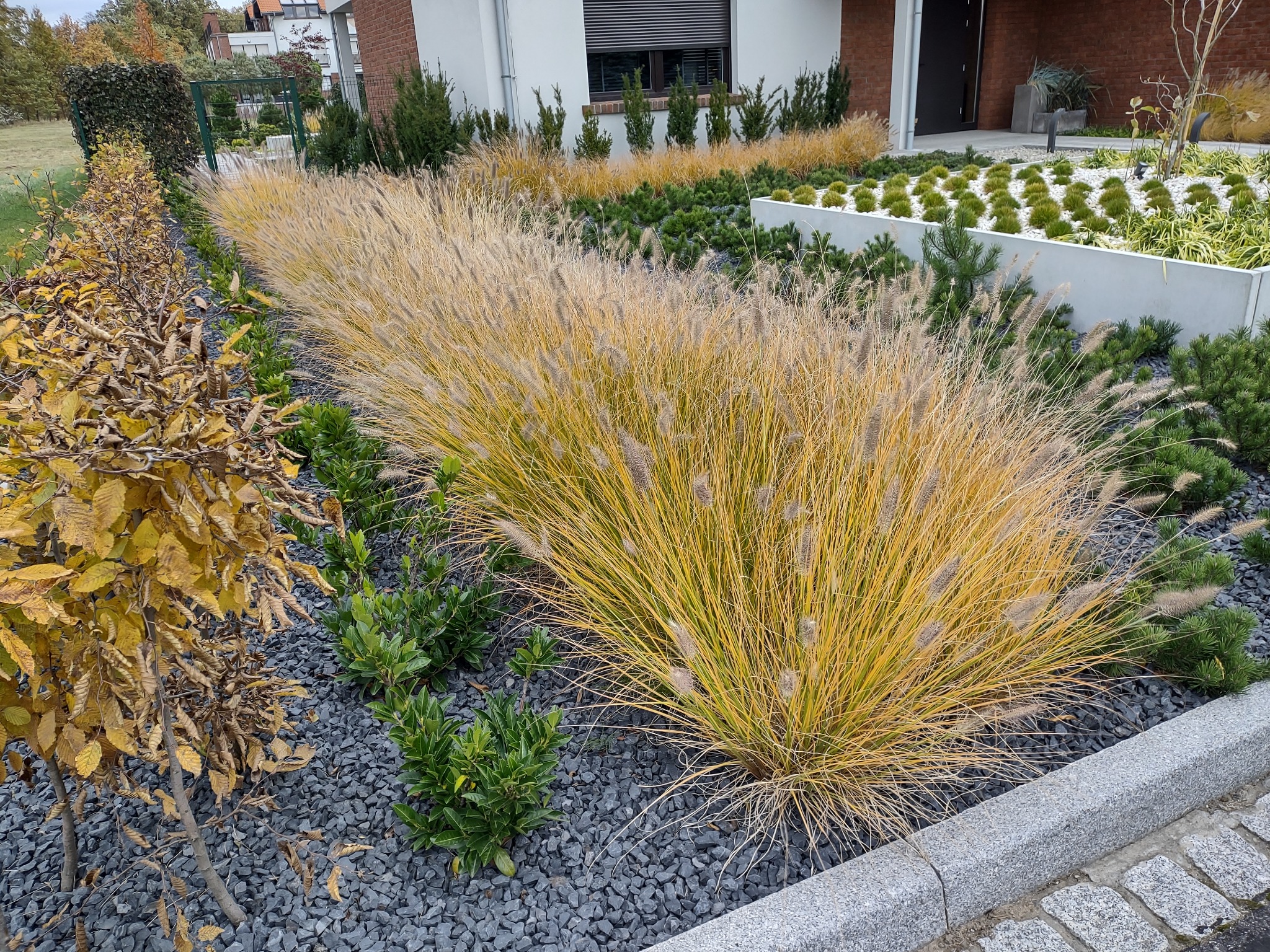 Nowoczesny ogród z ozdobnymi trawami w odcieniach złota i zieleni, wysypany szarym grysem, z minimalistyczną architekturą domu w tle. Trawy posadzone w rzędach, tworzą uporządkowany, elegancki wygląd.