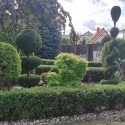 Ogród z formowanymi krzewami i drzewami iglastymi, żywopłot z tui, widok na domy za ozdobnym ogrodzeniem.