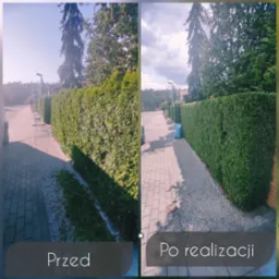 Porównanie stanu żywopłotu przed i po przycięciu, widoczny równo przystrzyżony żywopłot i uprzątnięte resztki roślin.