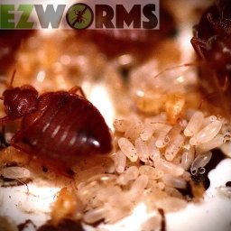 Dezynsekcja i deratyzacja Warszawa 4