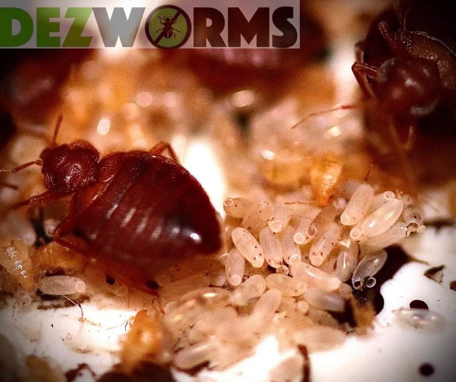 Powiększone ujęcie pluskwy domowej otoczonej przez jaja, w tle logo firmy z branży zwalczania szkodników.