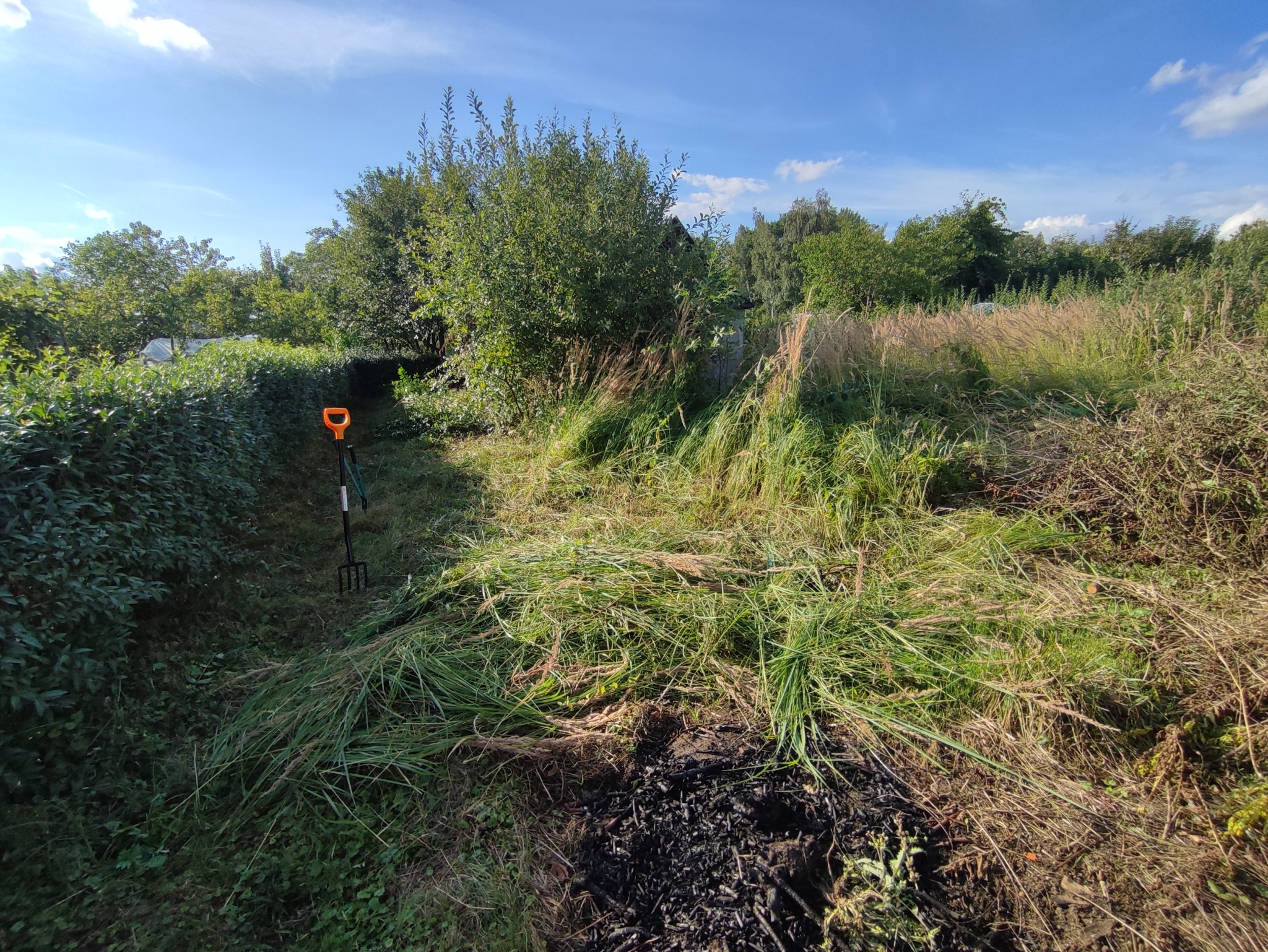 Fragment terenu po skoszeniu trawy, widoczna zielona trawa, ścięta trawa, wypielęgnowane krzewy, drzewa w tle i widełki do siana z pomarańczową rączką wbite w ziemię.
