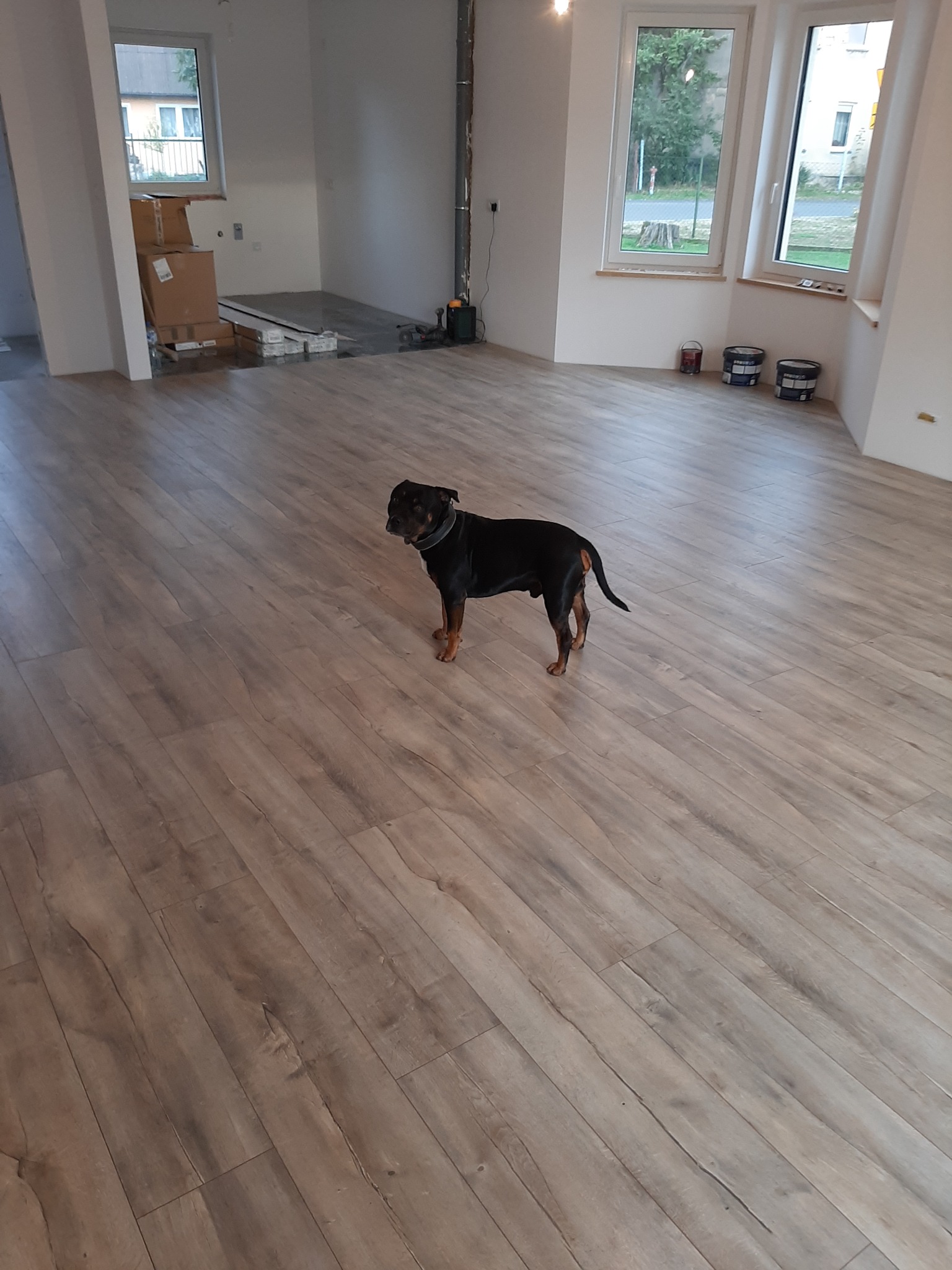 Nowo ułożone panele podłogowe w jasnym odcieniu drewna w pustym pokoju, z czarnym psem stojącym na środku i oknami w tle.