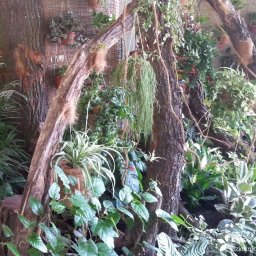 Ogrody-Szkolnicka Art - Aranżacja roślinna z pniem drzewa, wiszącymi doniczkami i różnorodną zielenią tworząca unikalny, naturalny wystrój wnętrza z elementami rustykalnymi.