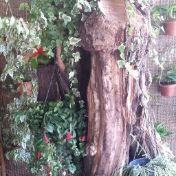 Ogrody-Szkolnicka Art - Dekoracyjny pień drzewa z doniczkami i pnączami, tworzący unikalną kompozycję ogrodową na tle ściany wyłożonej matą. Widoczne różne gatunki roślin.