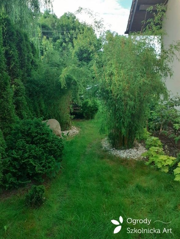 Ogród z ścieżką z trawy, obsadzony bambusami i tujami, z kamieniami dekoracyjnymi u podstawy roślin.