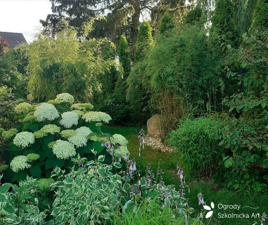 Bujny ogród z hortensjami Annabelle, bambusem i hostami w różnych odcieniach zieleni, z kamieniem dekoracyjnym na ścieżce żwirowej w tle.