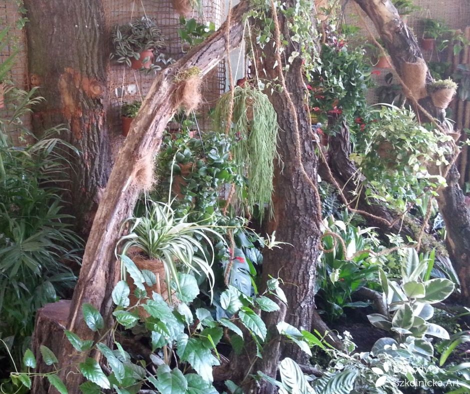 Aranżacja roślinna z pniem drzewa, wiszącymi doniczkami i różnorodną zielenią tworząca unikalny, naturalny wystrój wnętrza z elementami rustykalnymi.